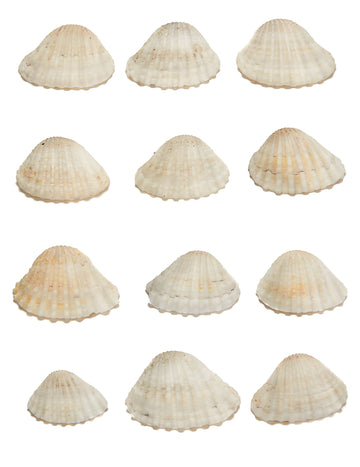 12 Shells Decoration Shells 3 x 2,5 cm